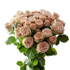 Pink Roses